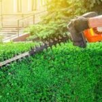 Why Cutting Your Grass Too Short Hurts Your Lawn