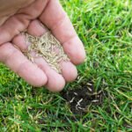 Overseeding: Improve Your Lawn’s Thickness and Appearance