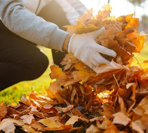 leaf-removal-preserving-your-lawns-health-this-fall