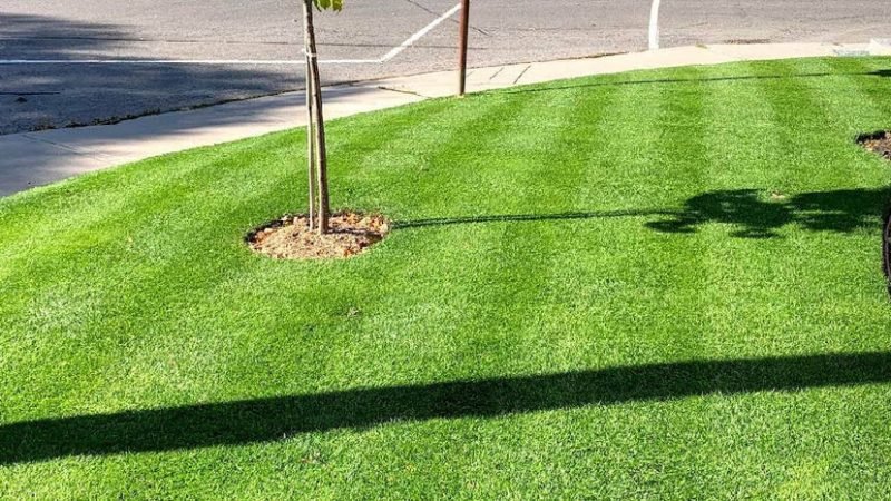 overseed-lawn-2_1_592f76db-c774-4d63-9052-dcff8cc3fc30